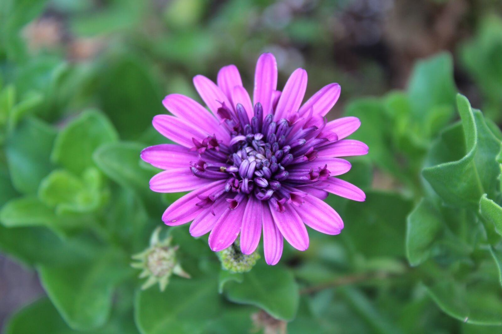 Canon EOS 1300D (EOS Rebel T6 / EOS Kiss X80) sample photo. Purple flower, close up photography