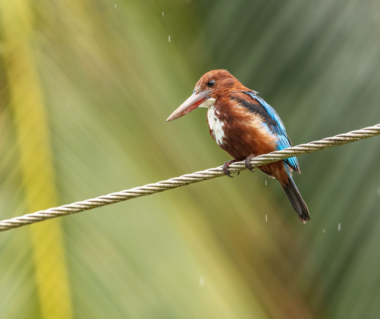 Nikon D850 sample photo. Kingfisher, bird, animal photography