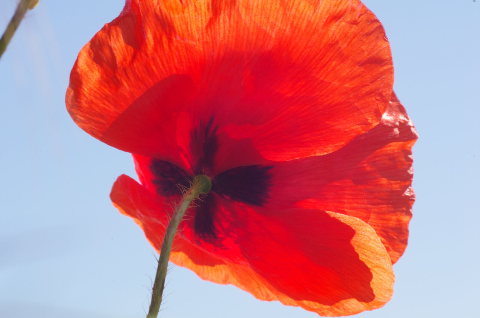 Pentax K-5 sample photo. Poppy, klatschmohn, red photography