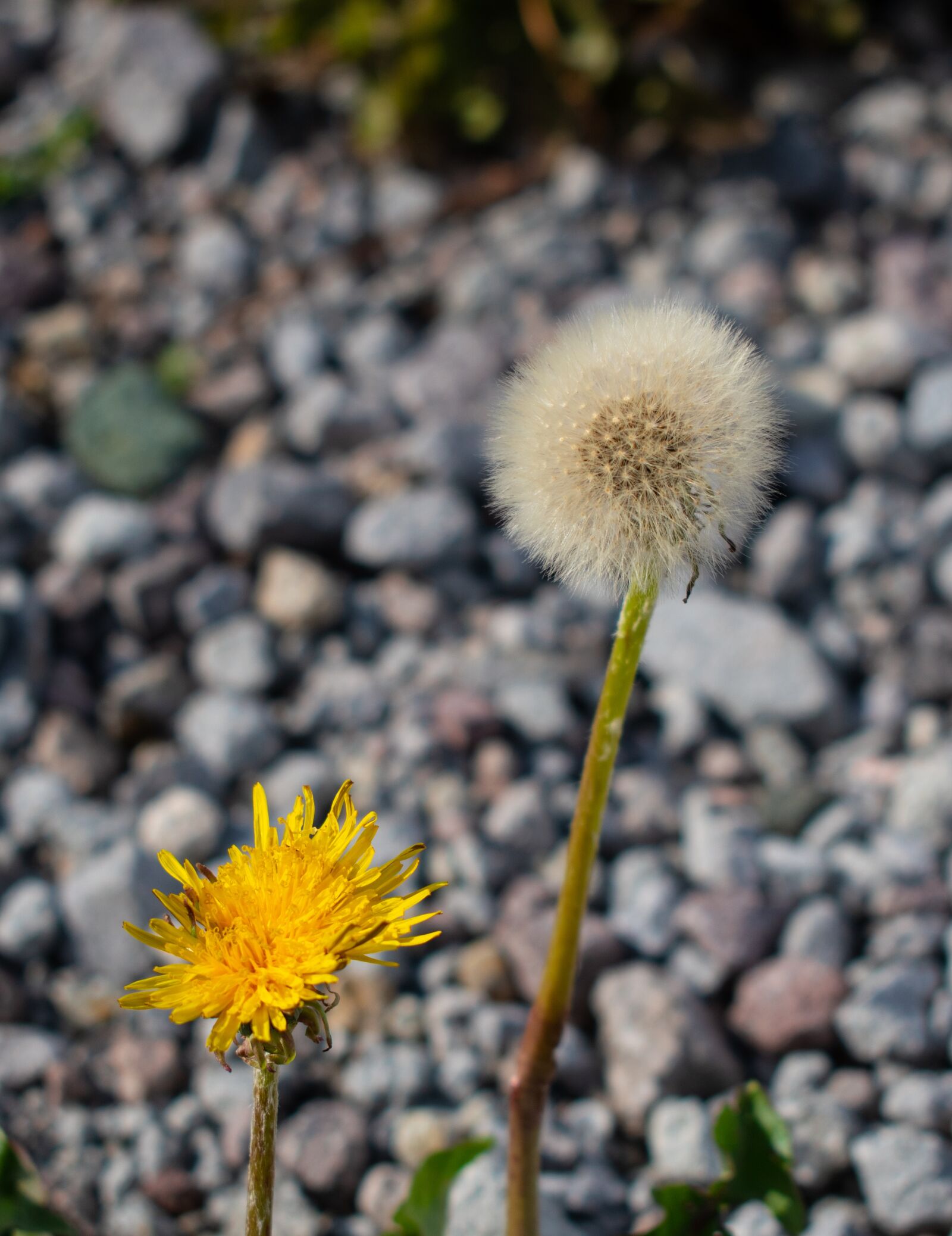 Nikon D5600 sample photo. Dandelion, wild flowers, rocks photography