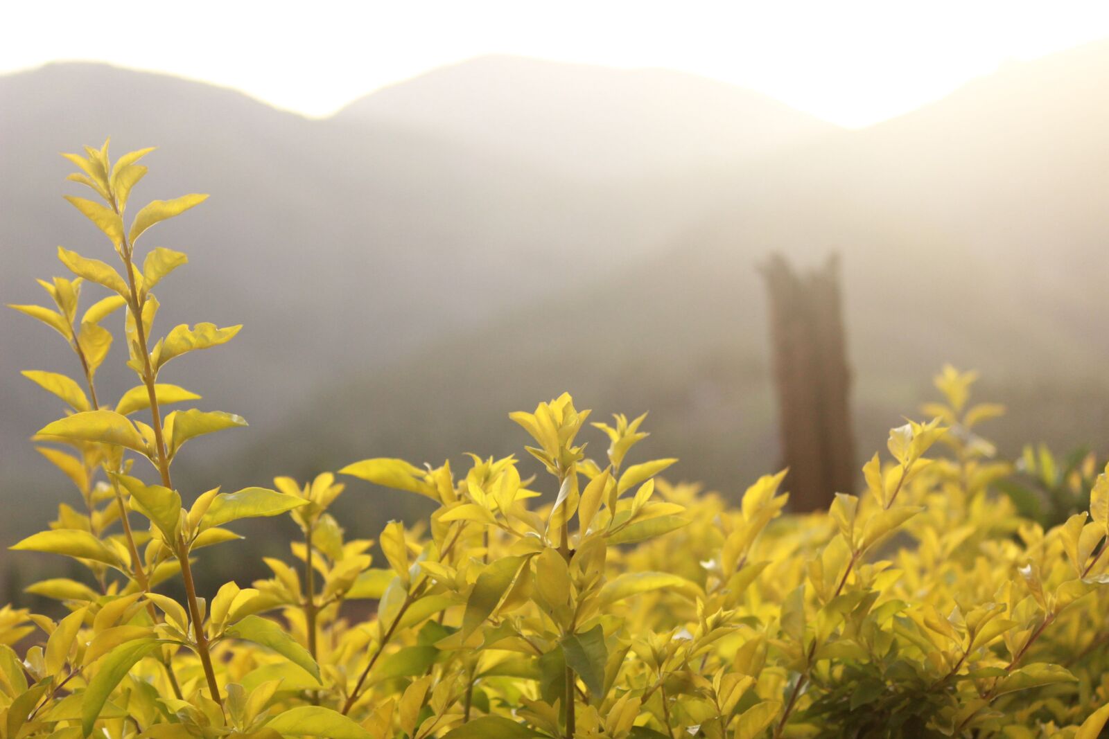 Canon EF-S 55-250mm F4-5.6 IS II sample photo. Nature, leaf, yellow photography