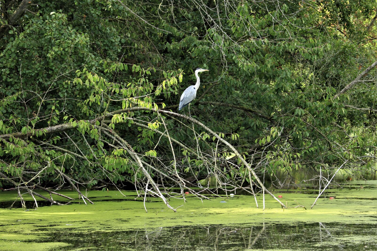 Canon EOS 700D (EOS Rebel T5i / EOS Kiss X7i) sample photo. Heron, nature, water bird photography