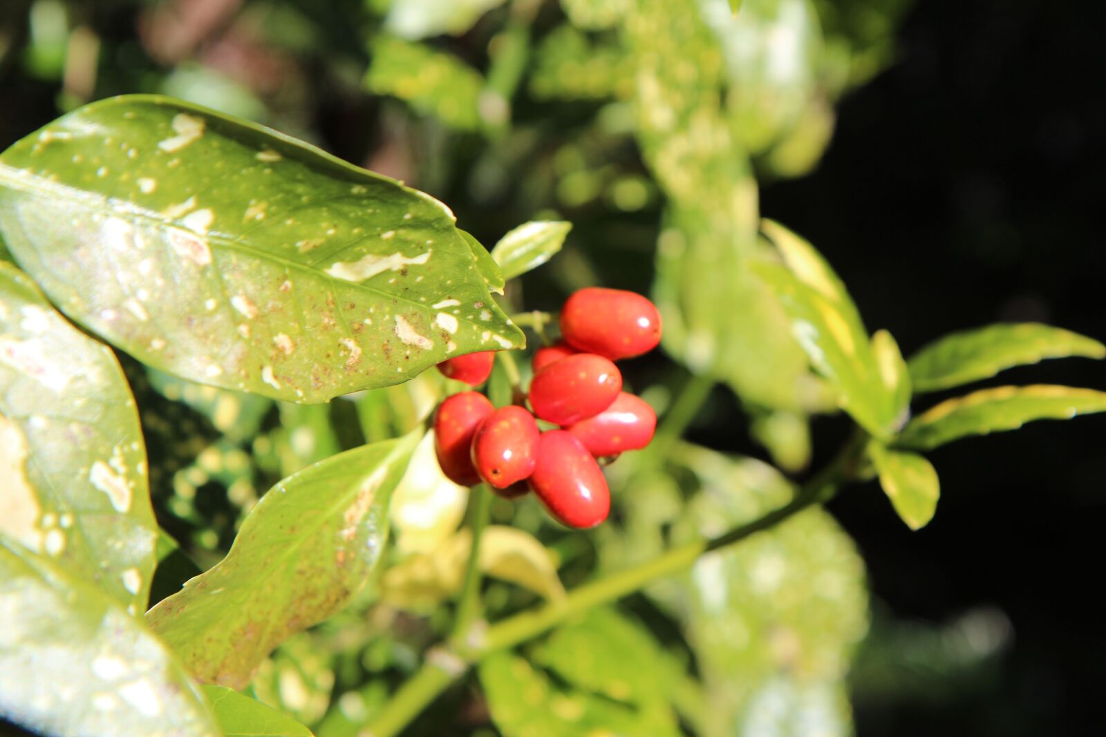 Canon EOS 600D (Rebel EOS T3i / EOS Kiss X5) sample photo. Laurier, aucuba of japan photography