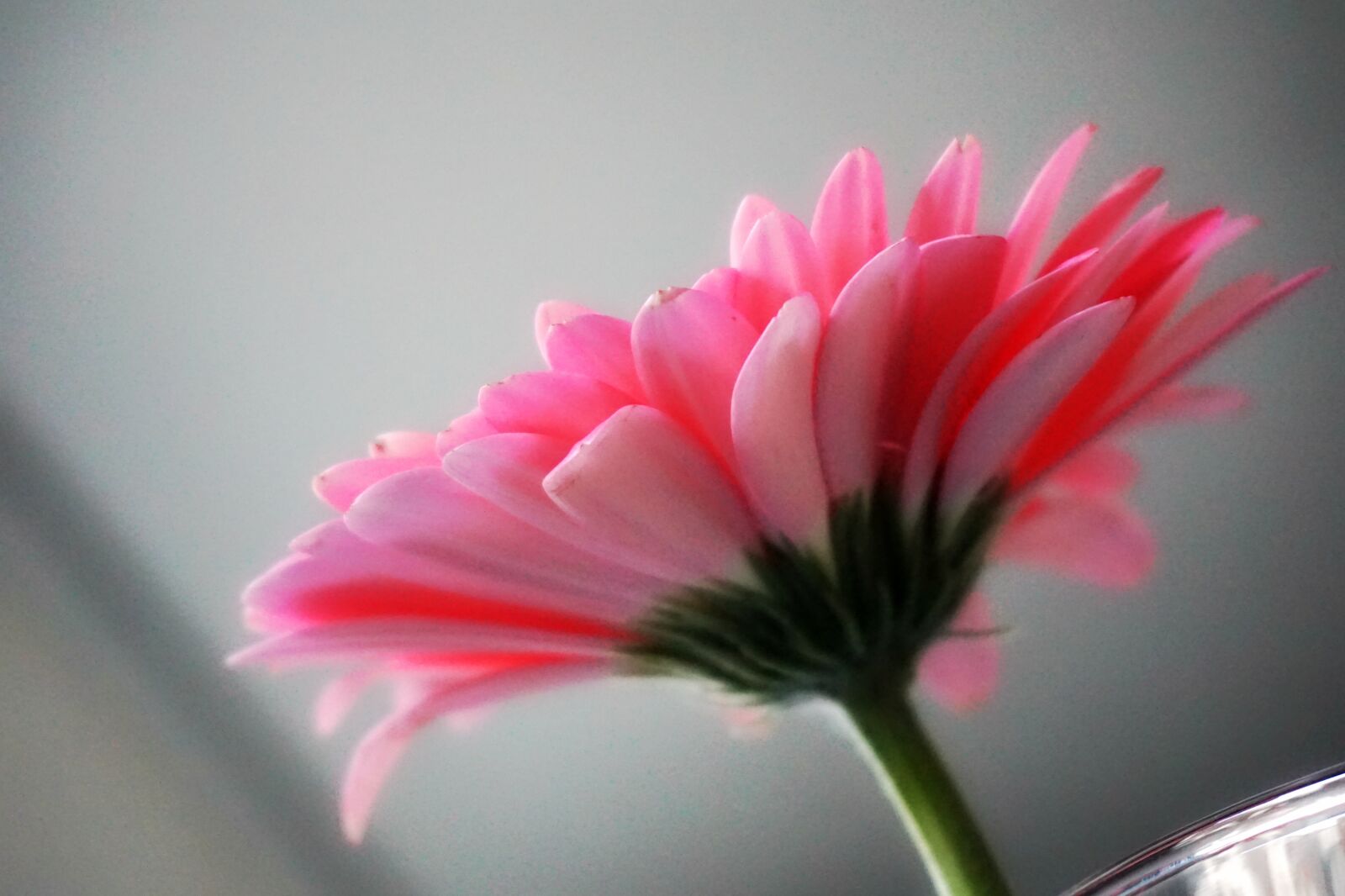 Sony a6000 sample photo. Flower, gerbera, plant photography