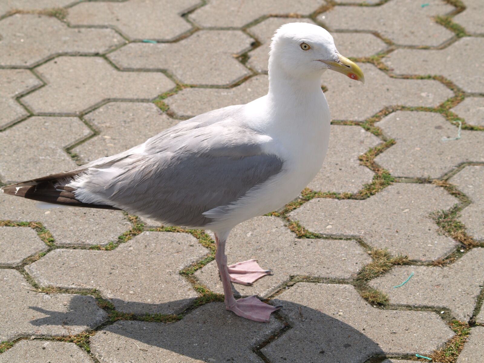 Olympus E-510 (EVOLT E-510) sample photo. Seagull, bird, water bird photography