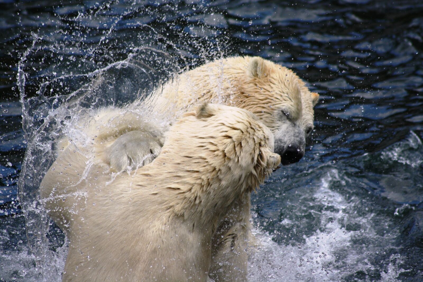 Canon EOS 1000D (EOS Digital Rebel XS / EOS Kiss F) sample photo. Polar bears, zoo, hanover photography