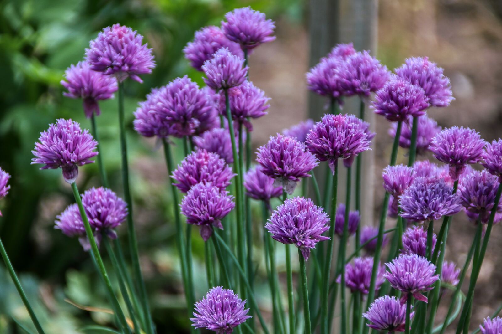 Canon EOS 80D sample photo. Chives, purple, herbs photography