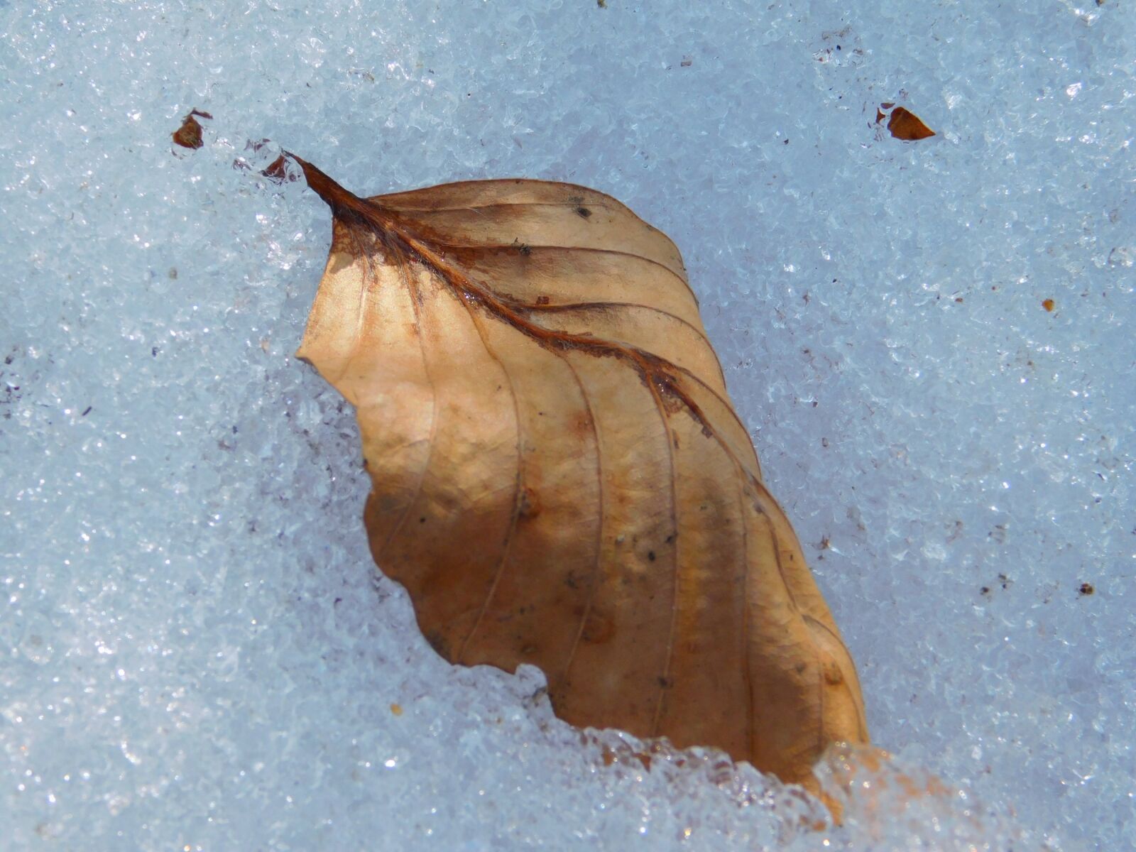 Nikon Coolpix L840 sample photo. Leaf, snow, ice photography