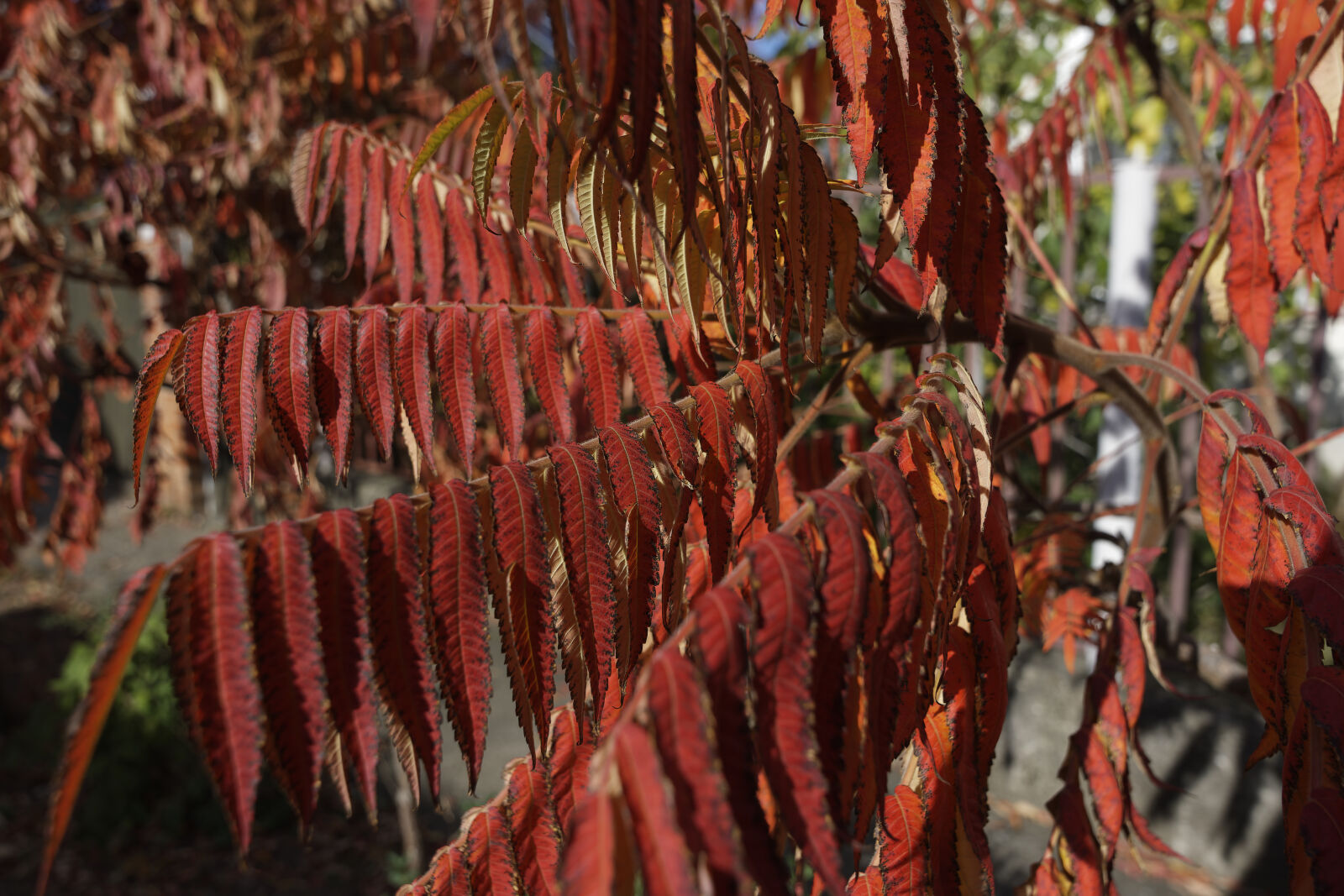 Nikon D7500 sample photo