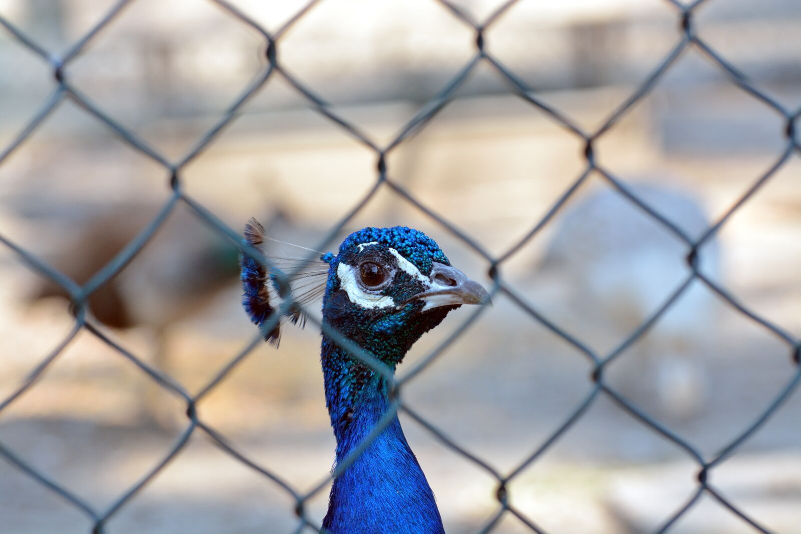 Nikon D7100 sample photo. Animals, peacock, bird photography