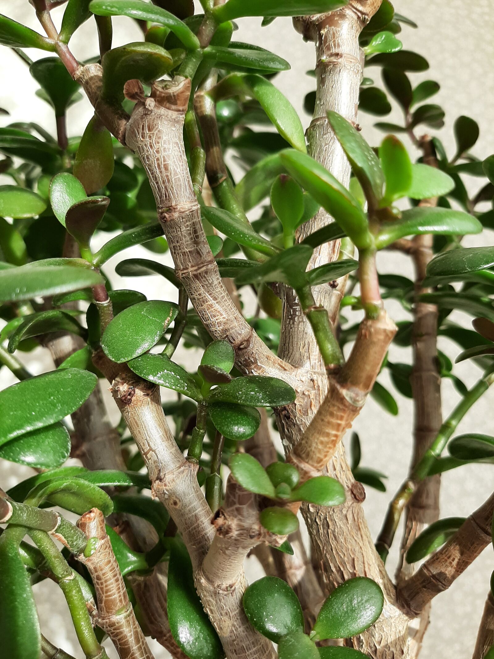 Samsung Galaxy A50 sample photo. Landscape, flower, tree photography