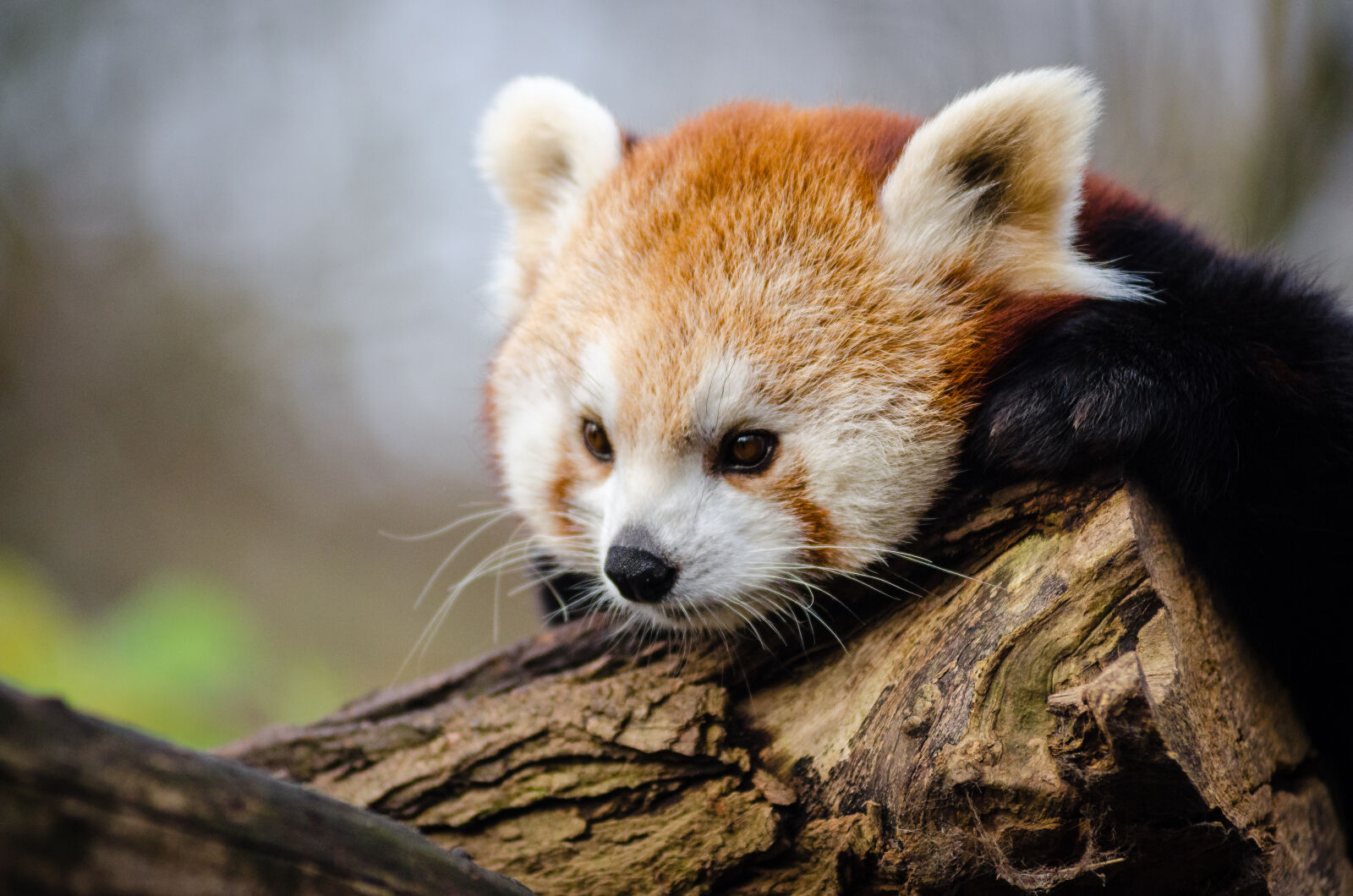 AF Zoom-Nikkor 80-200mm f/2.8 ED sample photo