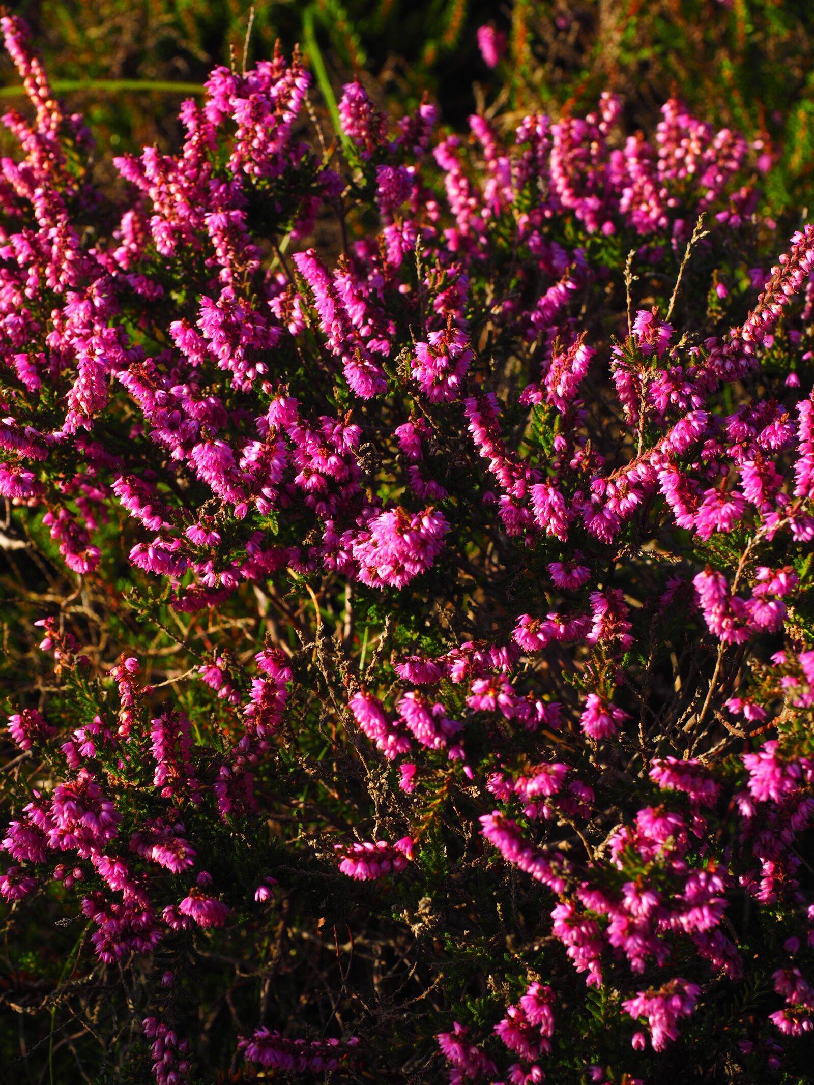 Olympus OM-D E-M1 + Olympus M.Zuiko Digital ED 12-40mm F2.8 Pro sample photo. Heather, flowers, colorful photography