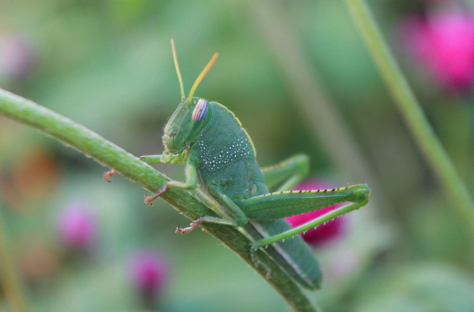 Canon EOS 1100D (EOS Rebel T3 / EOS Kiss X50) sample photo. Insect, grasshopper, green photography