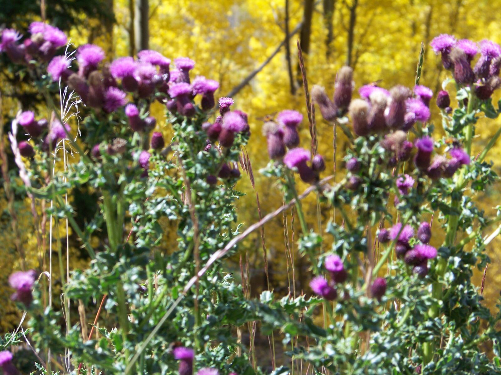 Kodak Z812 IS ZOOM DIGITAL CAMERA sample photo. Flowers, colorado, color photography