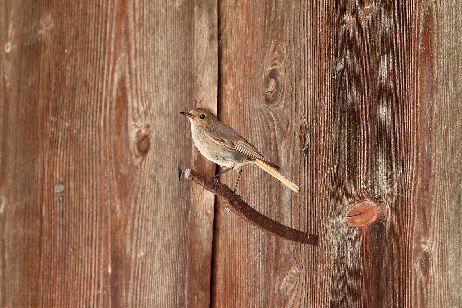 Canon EF 70-300 F4-5.6 IS II USM sample photo. Black redstart, bird, songbird photography