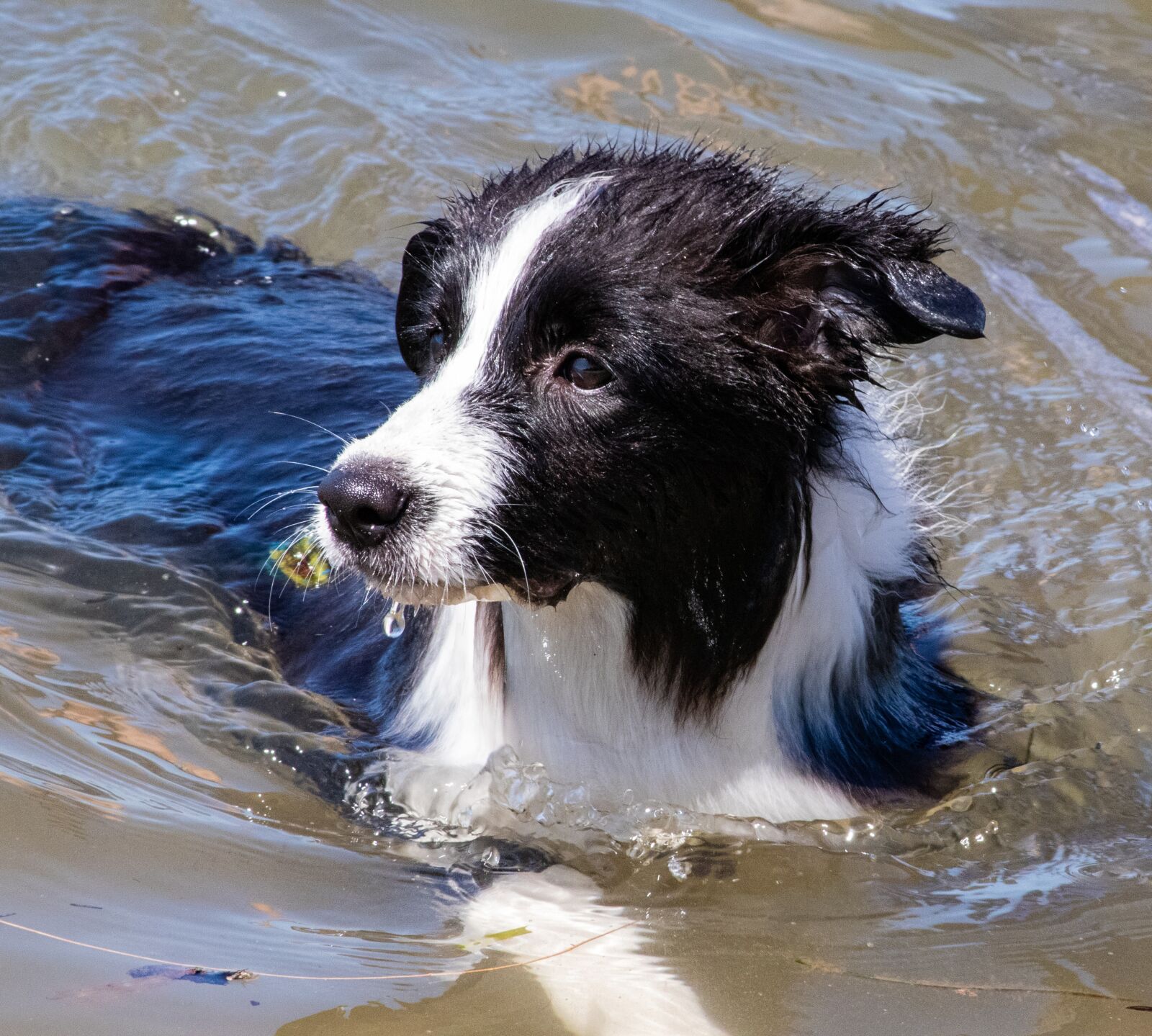 Canon EOS 80D sample photo. Dog, puppy, border collie photography