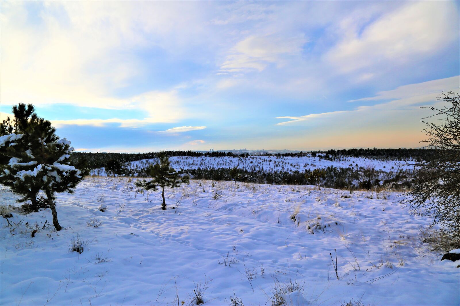 Canon EF 24-105mm F4L IS USM sample photo. Snow, winter, tree photography