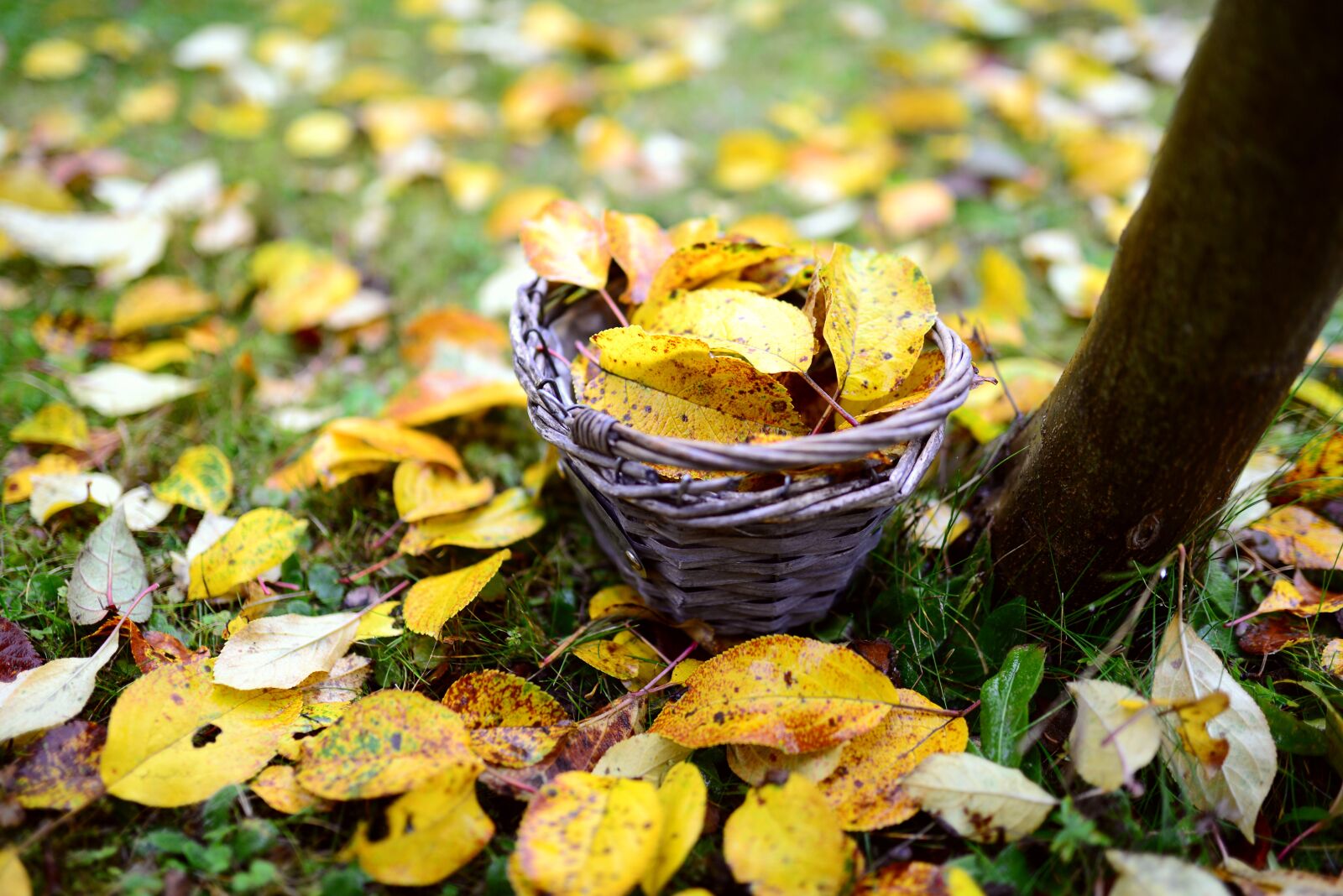 Nikon D610 sample photo. Leaves, autumn, fall leaves photography