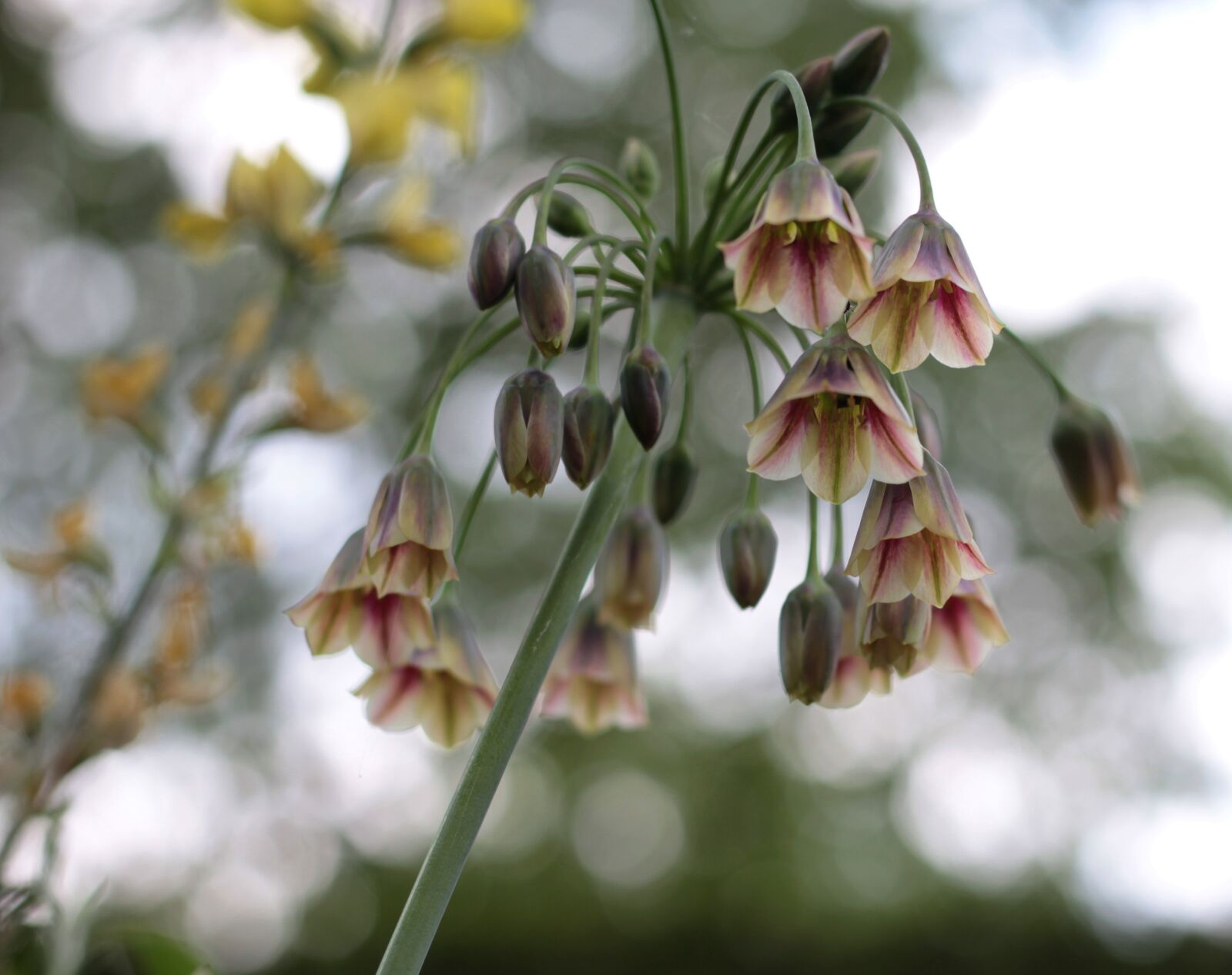 Canon EOS 600D (Rebel EOS T3i / EOS Kiss X5) + Canon EF 50mm F1.8 STM sample photo. Allium siculum, bulgarian onion photography