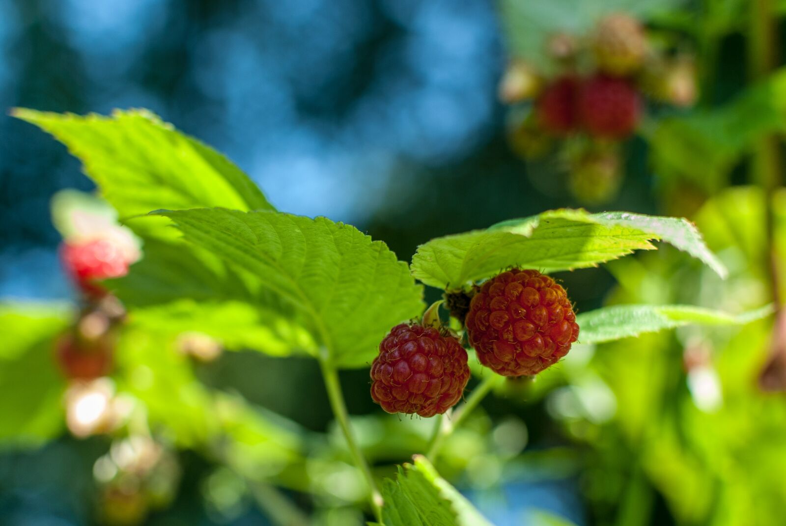 Nikon D80 sample photo. Raspberry, red fruits, fruit photography