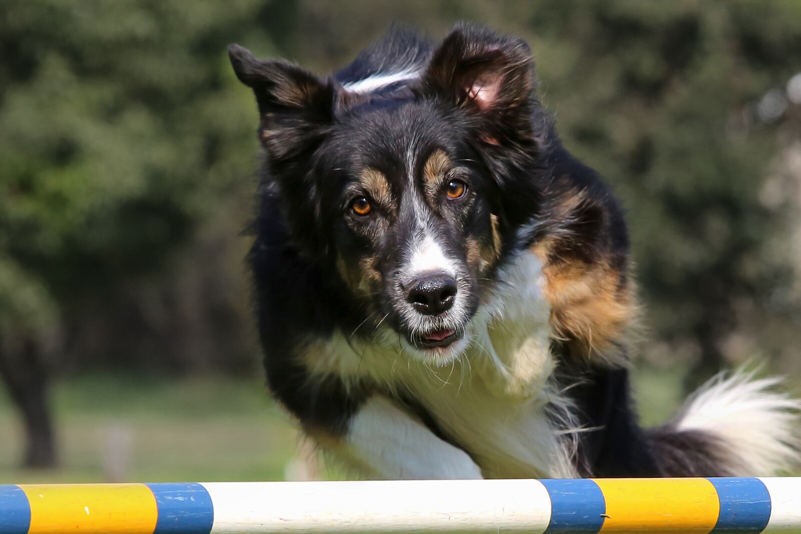 Canon EOS 6D sample photo. Dog, jumping, show photography