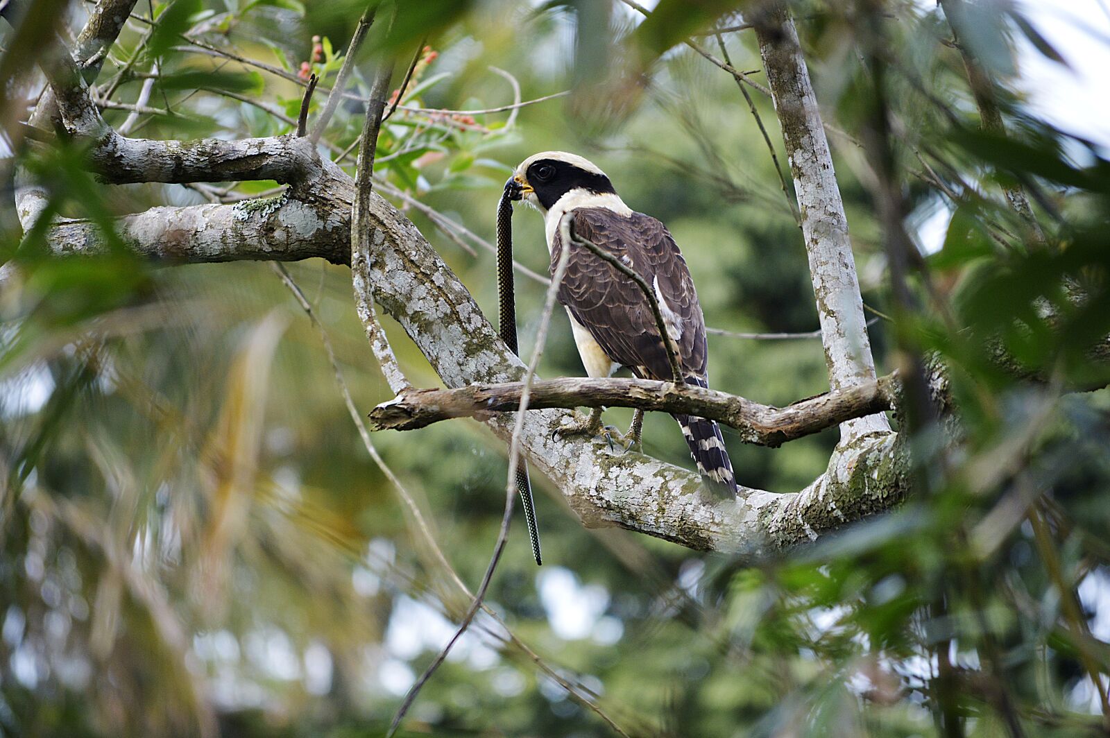 Nikon D3200 sample photo. Birds, wild life, tree photography
