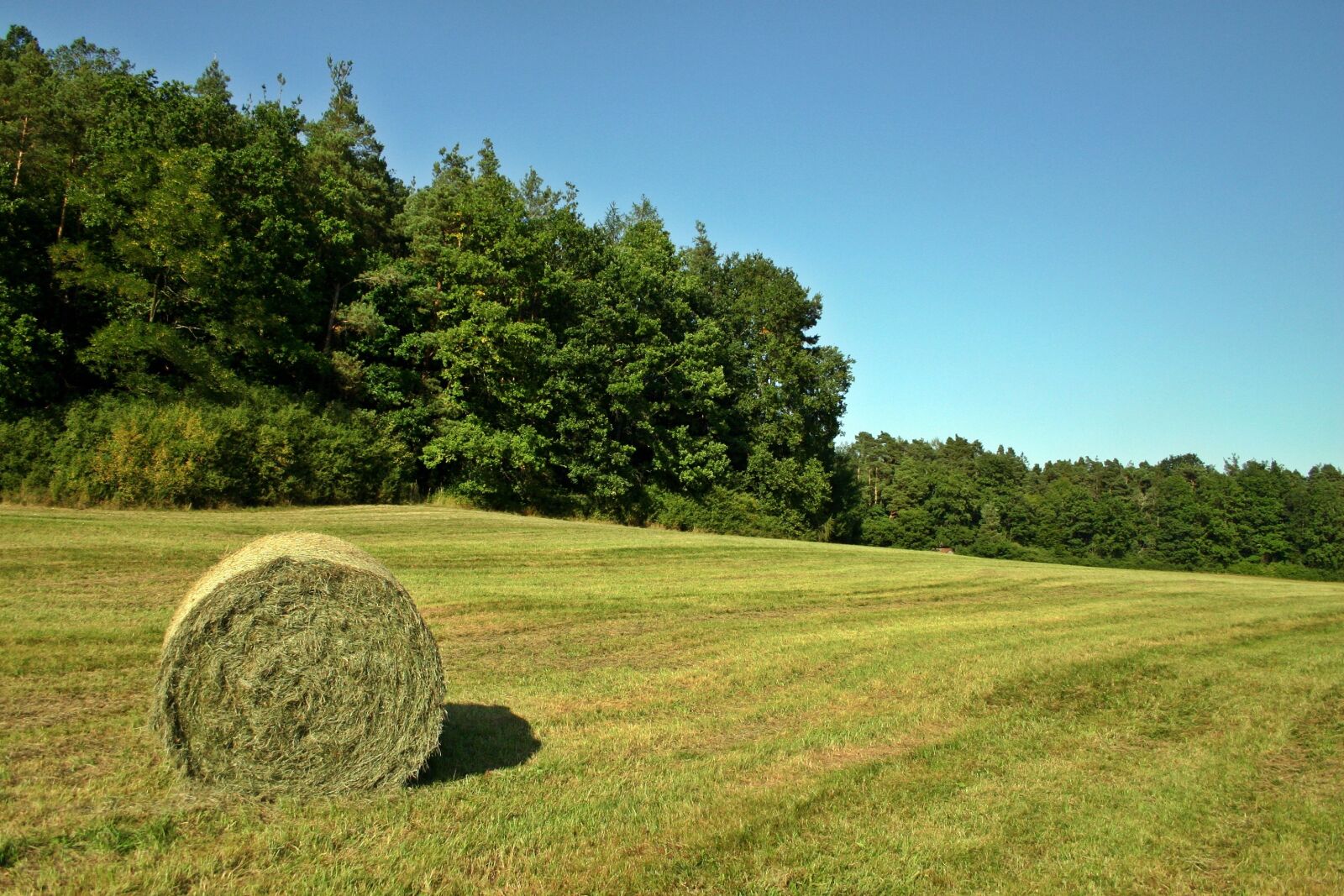 Canon EOS 300D (EOS Digital Rebel / EOS Kiss Digital) sample photo. Hay, hay bales, field photography