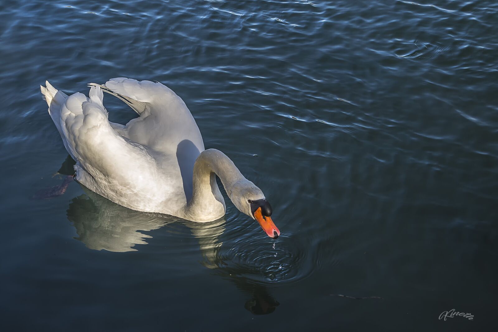 Nikon D3100 sample photo. Swan, lake, water photography