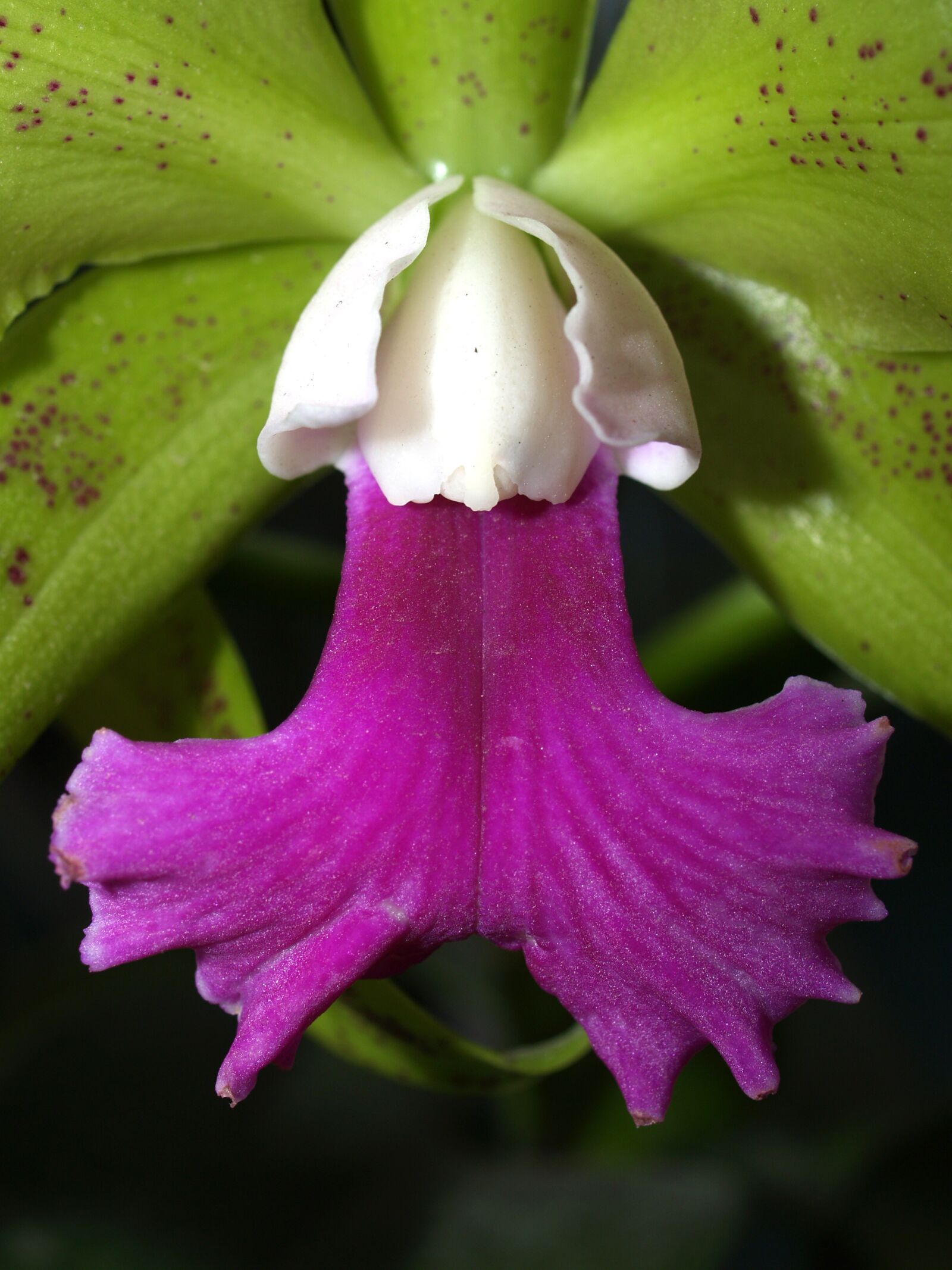 Olympus E-300 (EVOLT E-300) sample photo. Orchid, flower, bright photography