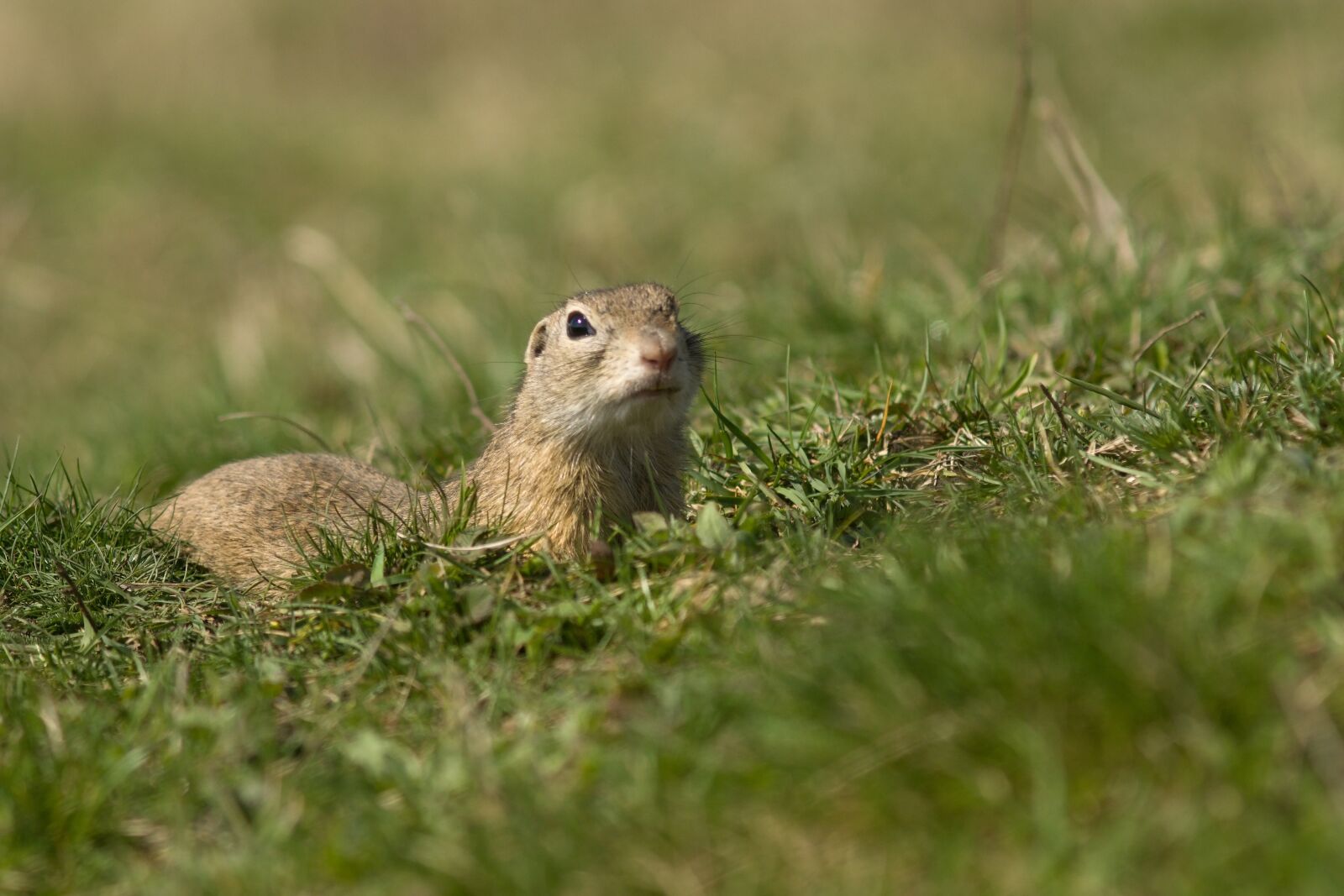 Sony ILCA-77M2 + Minolta AF 200mm F2.8 HS-APO G sample photo. Gopher, spring, nature photography