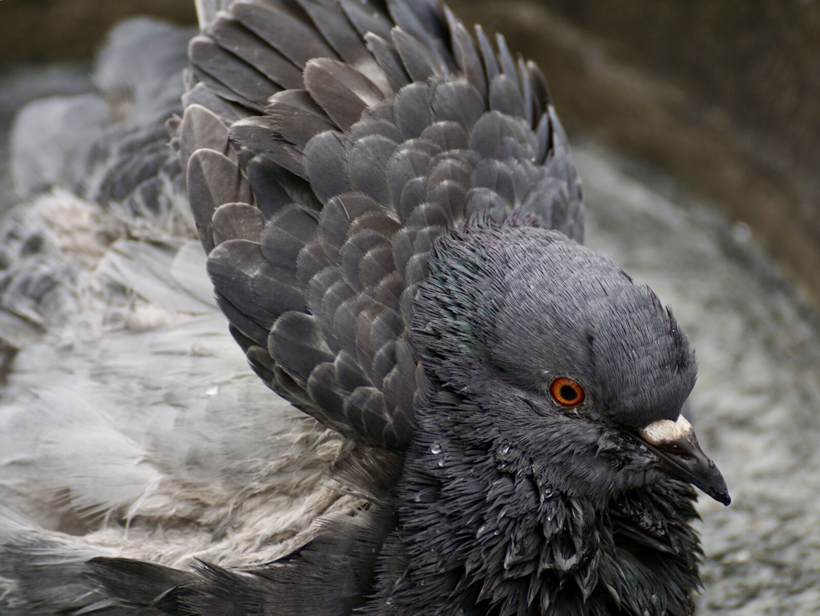 Sony DT 55-300mm F4.5-5.6 SAM sample photo. Dove, bird, birds photography
