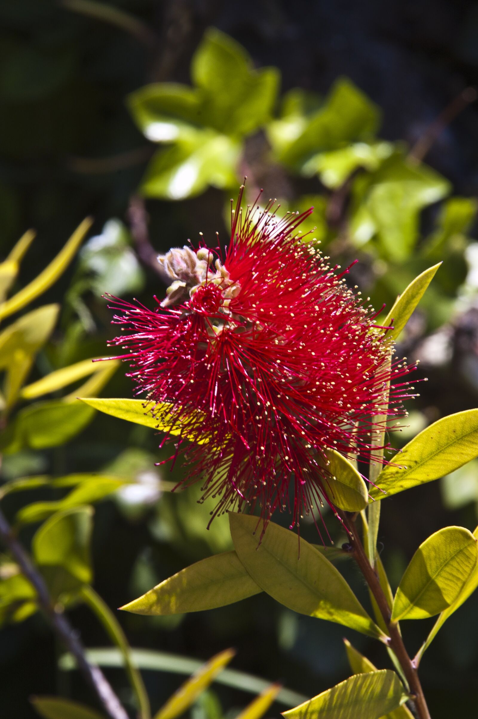 Nikon D50 sample photo. Callistemon leavis, flower, blossom photography