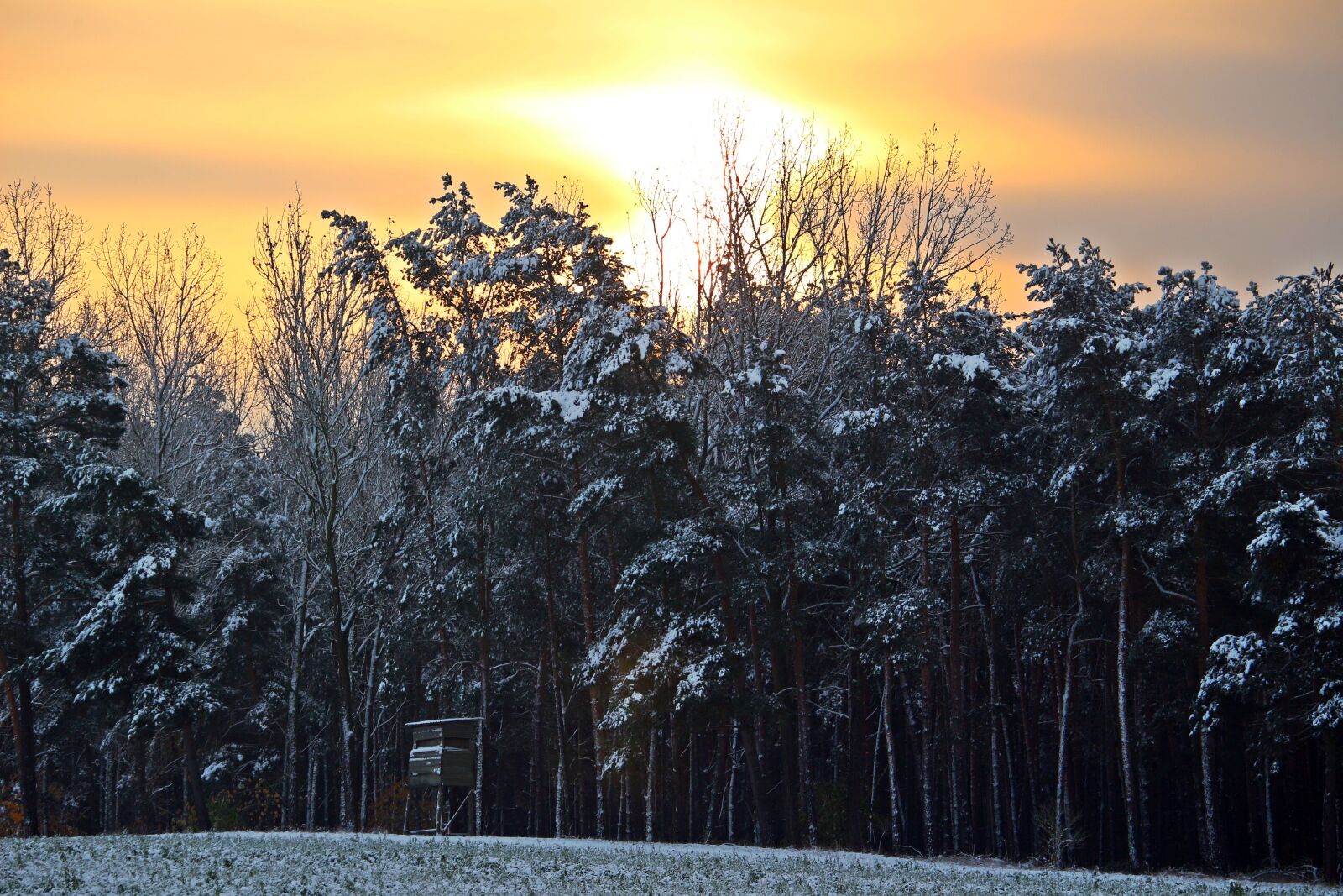 Canon EOS 100D (EOS Rebel SL1 / EOS Kiss X7) sample photo. Winter, snow, forest photography