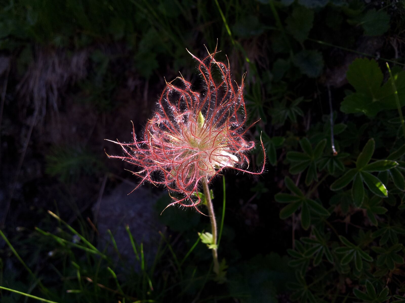 Samsung Galaxy S2 sample photo. Flower, mountain, nature photography