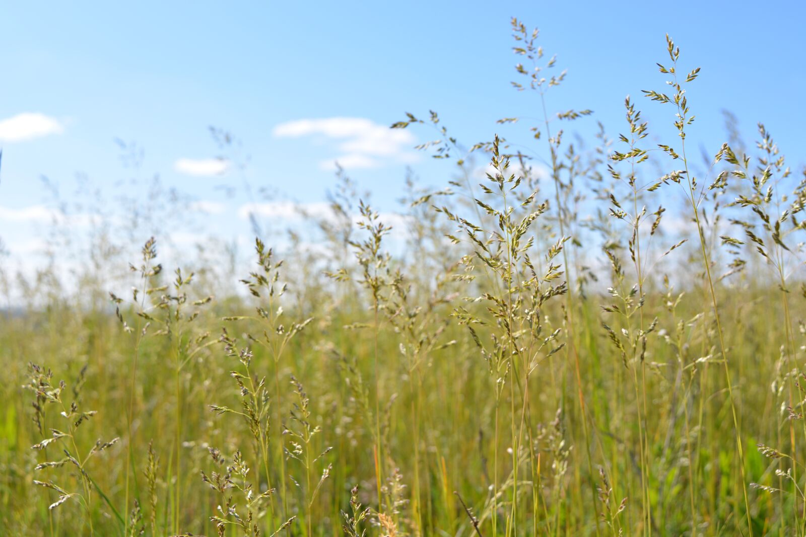 Nikon D5200 sample photo. Nature, spring, plants photography