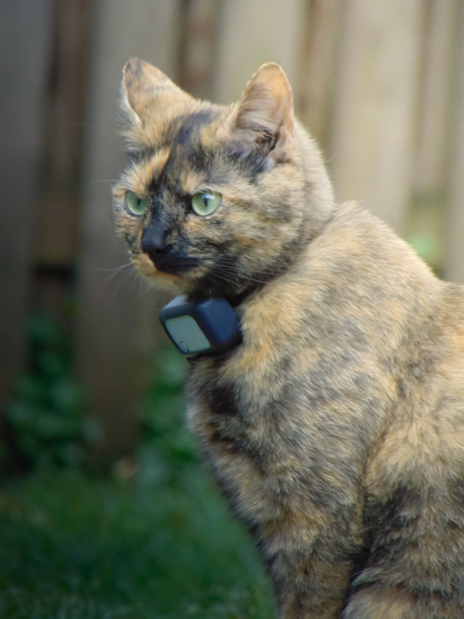 Sony Cyber-shot DSC-H300 sample photo