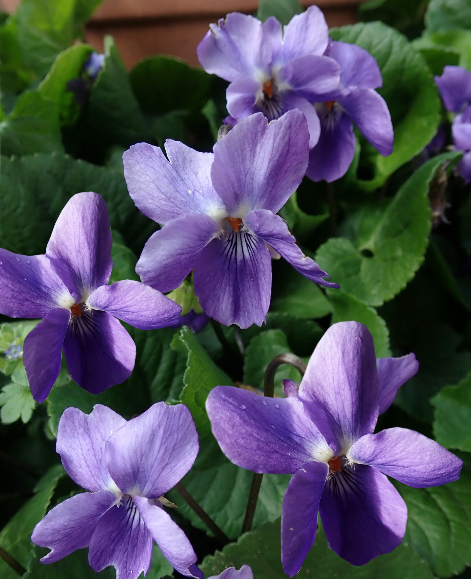 Olympus TG-5 sample photo. Violets, flowers, perfume photography