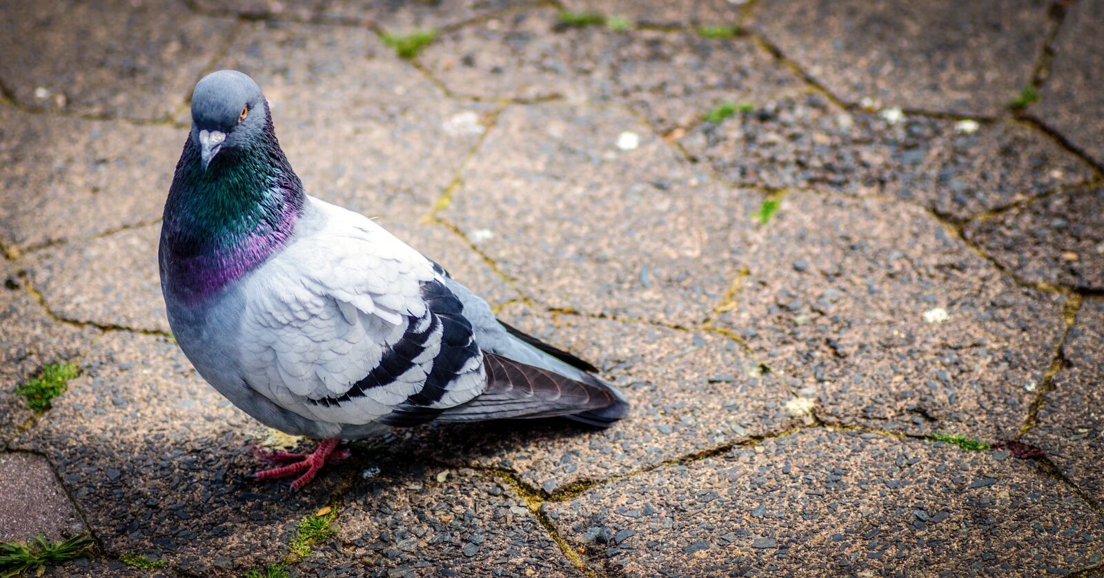 Tamron SP 90mm F2.8 Di VC USD 1:1 Macro sample photo. Pigeon, stone, ground photography