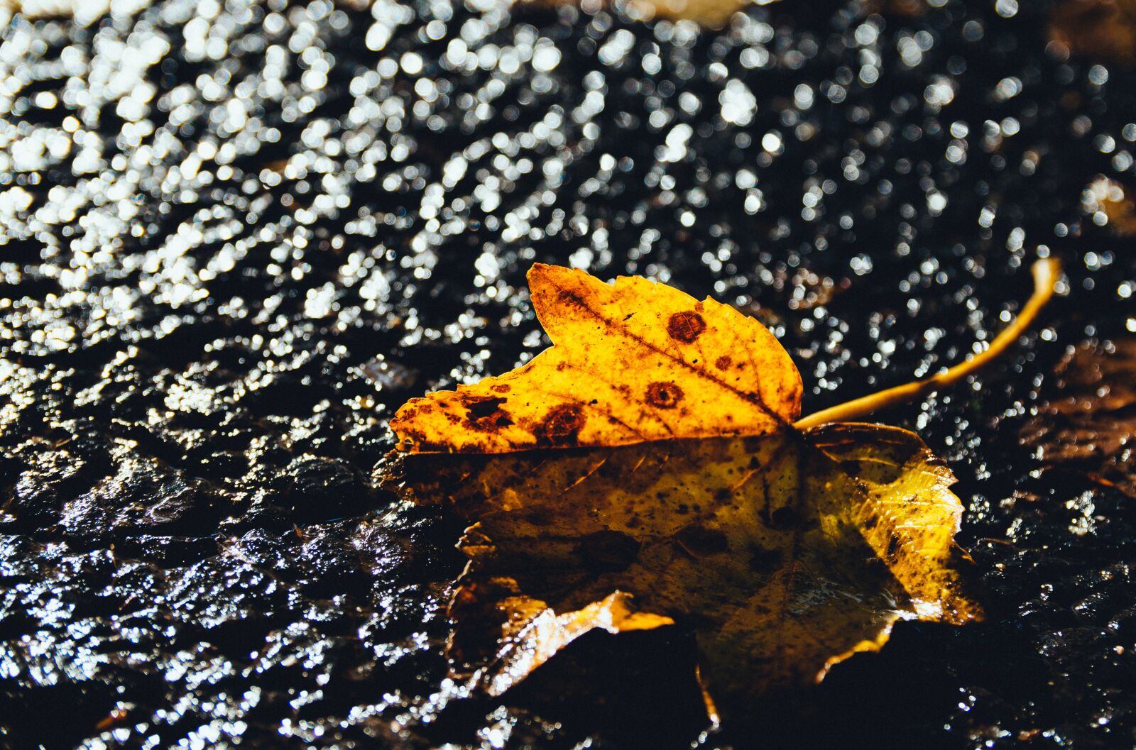 Nikon D3300 sample photo. Leaf, autumn, fall photography