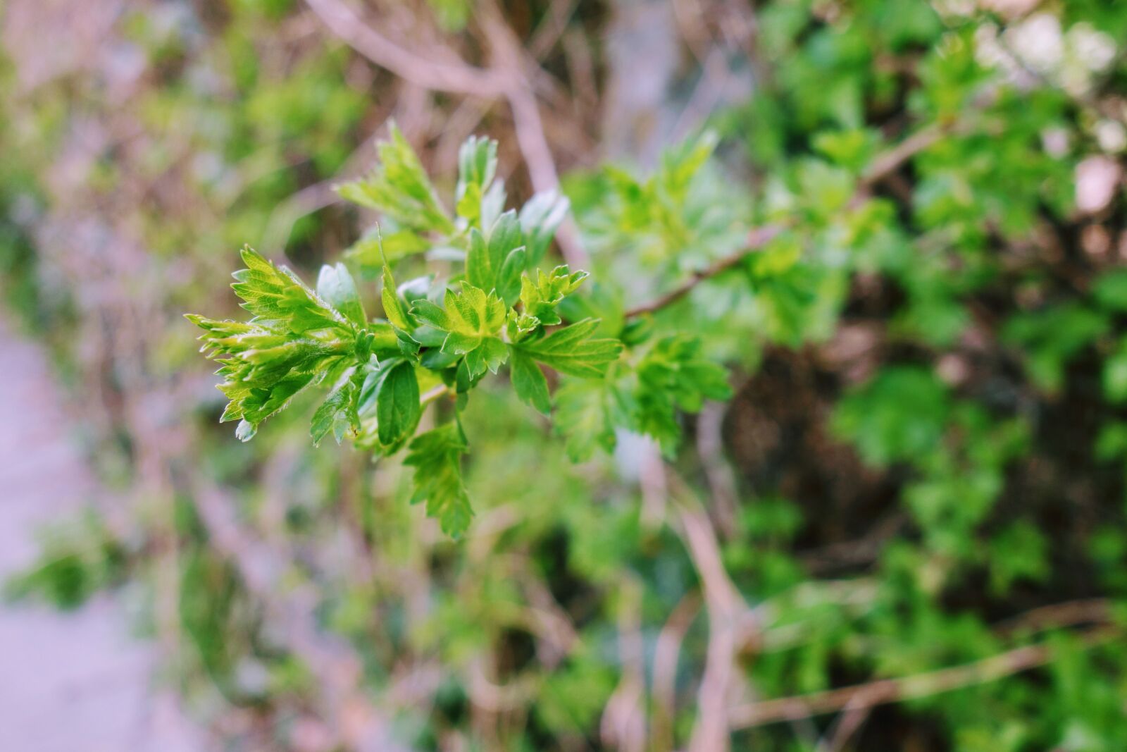 Sony Cyber-shot DSC-RX100 sample photo. Plant, leaf, nature photography