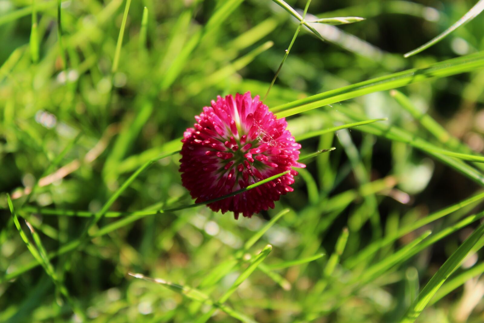 Canon EOS 1300D (EOS Rebel T6 / EOS Kiss X80) sample photo. Clover, clover flower, pink photography