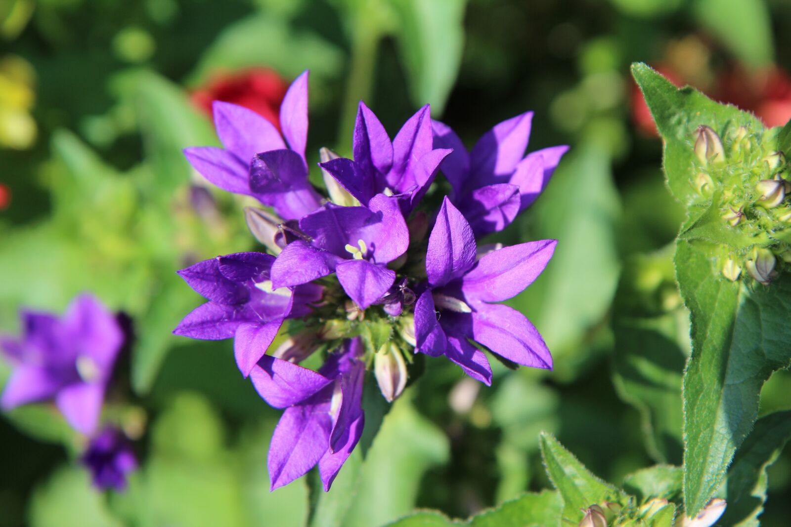 Canon EOS 600D (Rebel EOS T3i / EOS Kiss X5) sample photo. Violet flowers, flowering, violet photography