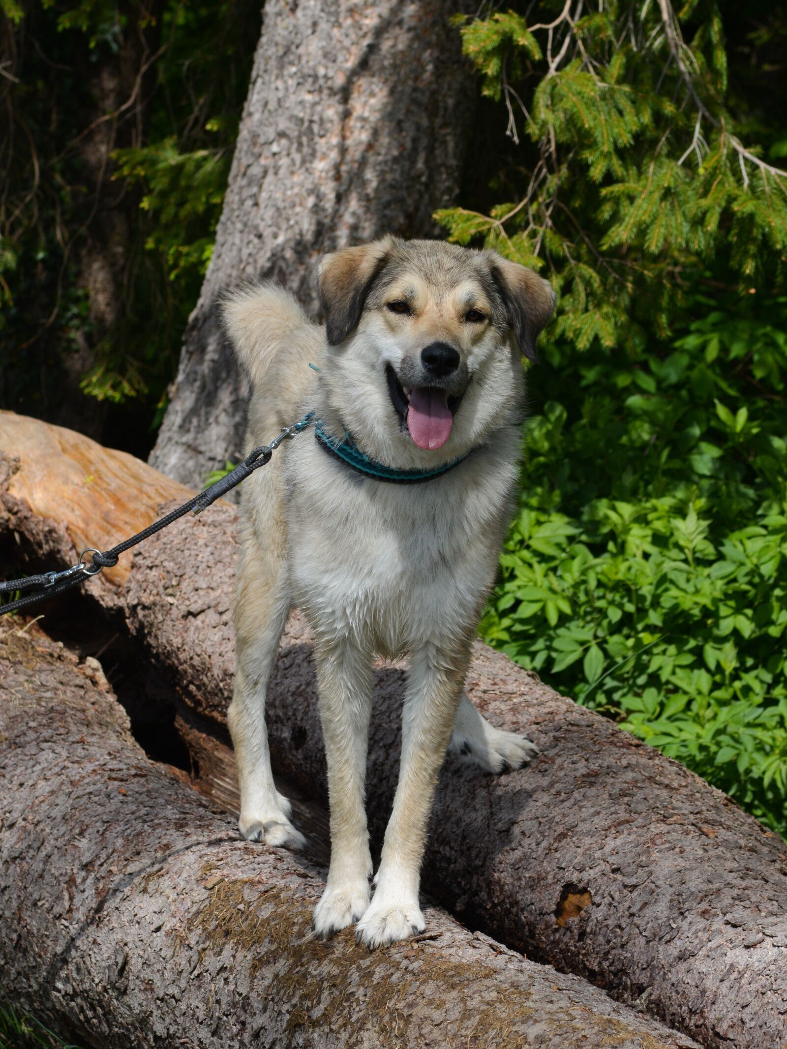 Nikon D7100 sample photo. Dog, herd protection dog photography