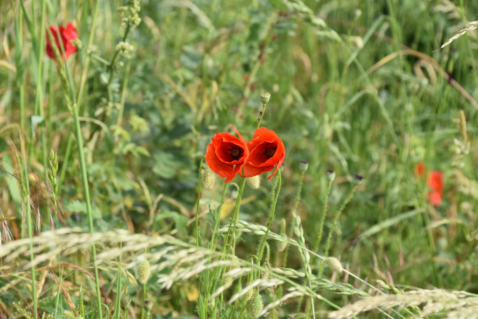 Nikon D5600 sample photo. Flower, flowers of poppies photography