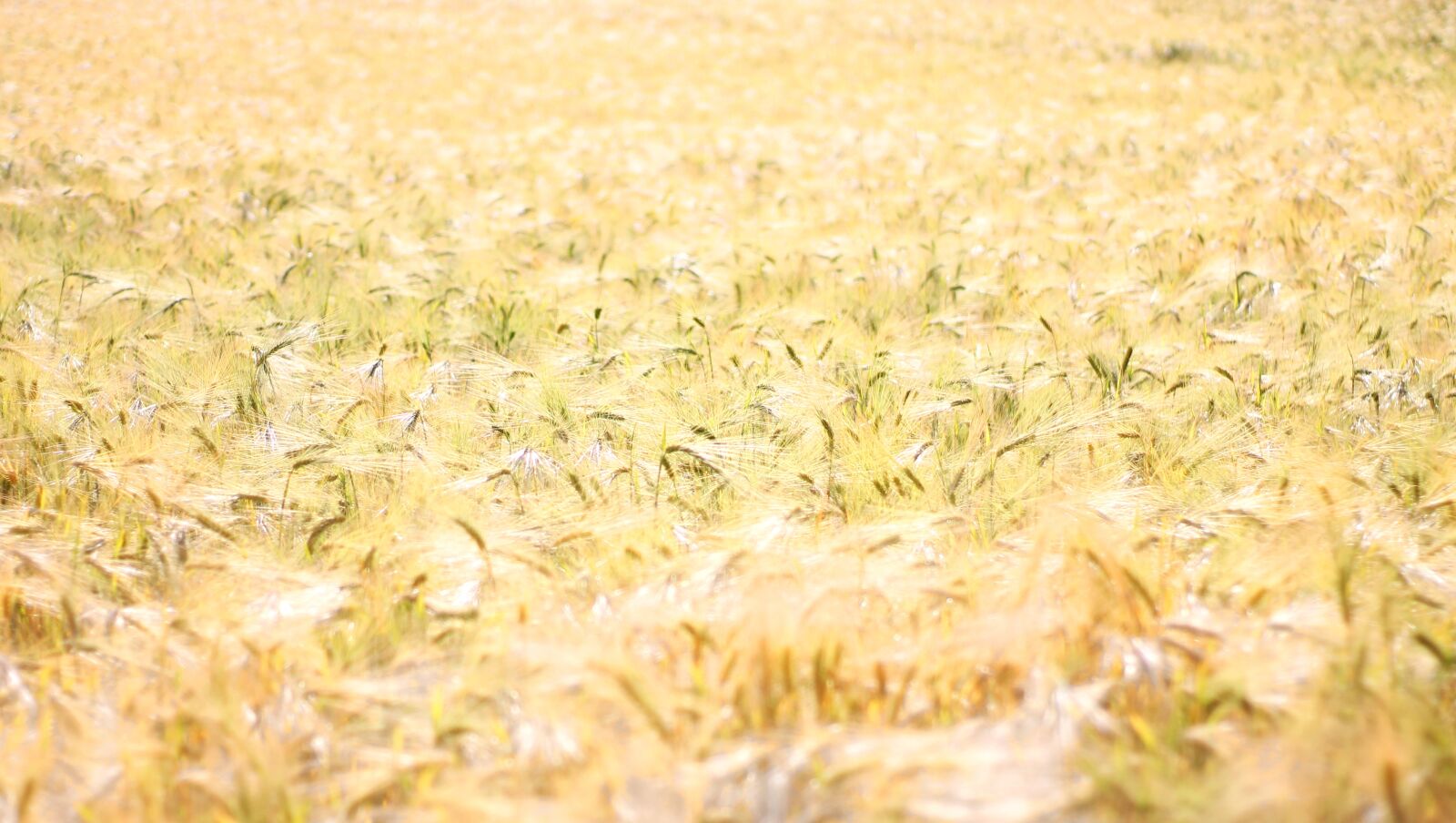 Canon EOS 1100D (EOS Rebel T3 / EOS Kiss X50) sample photo. Wheat, field, background photography
