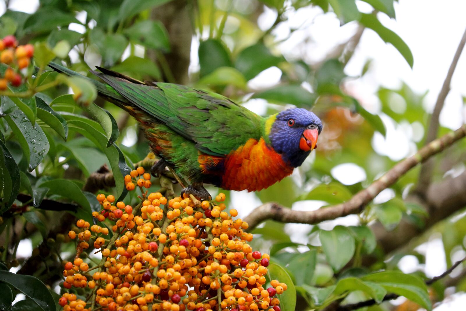 Canon EOS 750D (EOS Rebel T6i / EOS Kiss X8i) sample photo. Australia, parrot, animal world photography