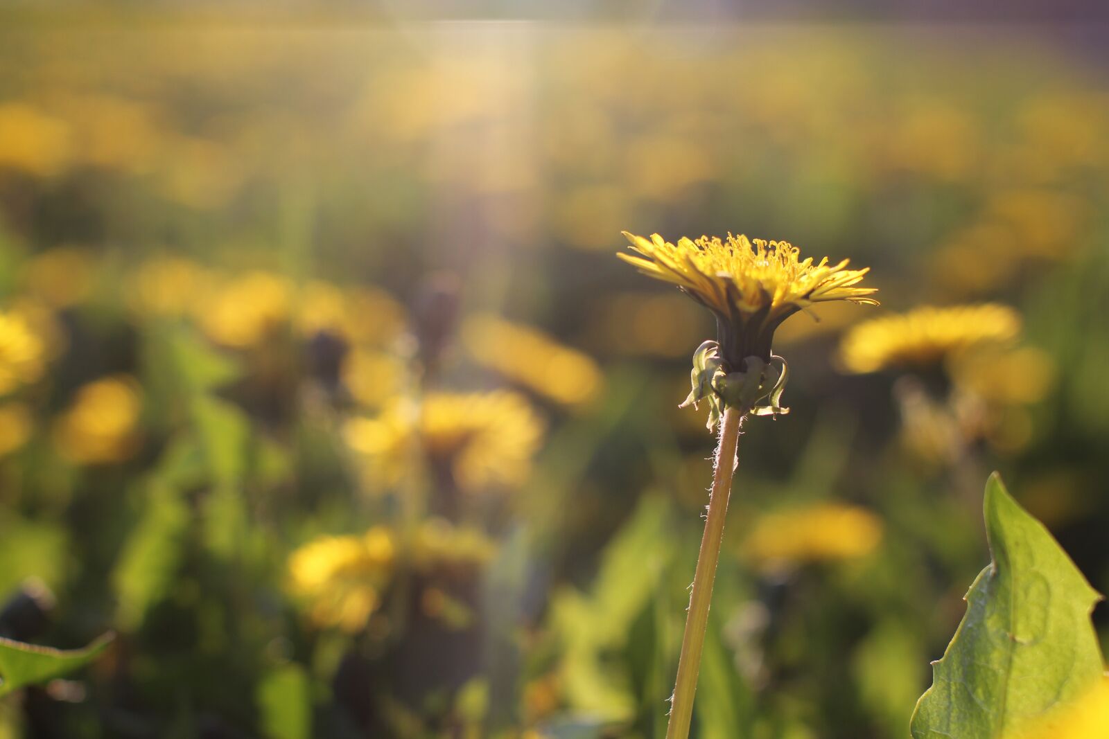 Canon EOS 550D (EOS Rebel T2i / EOS Kiss X4) sample photo. Beam, beautiful, blossom photography