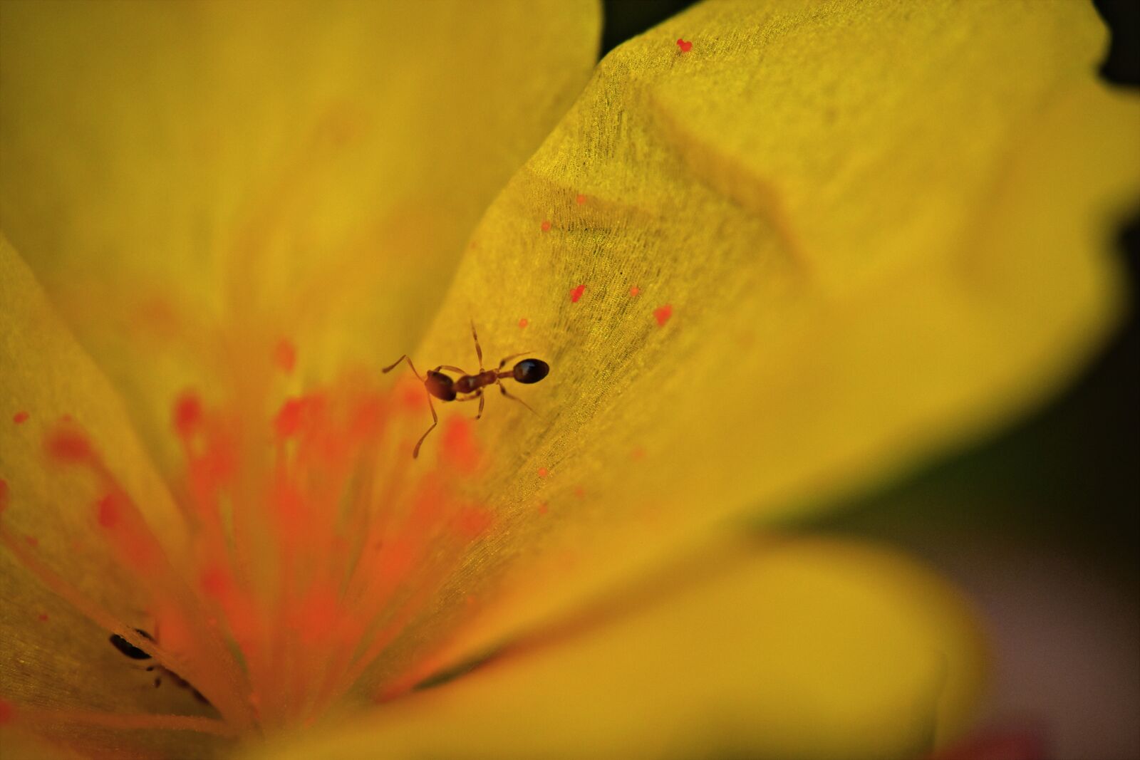 Nikon D5600 sample photo. Red ant, macro, insect photography