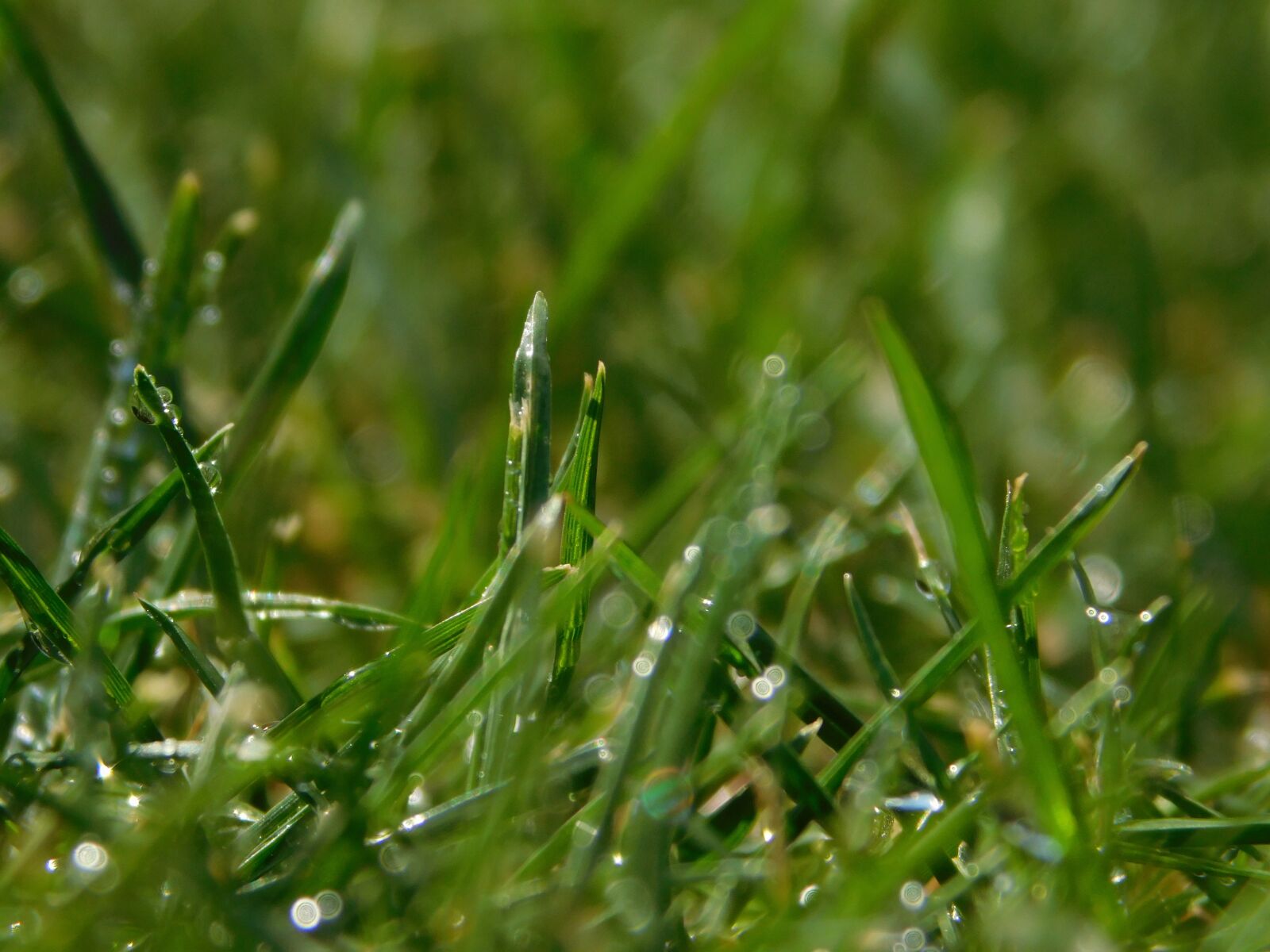Nikon Coolpix L840 sample photo. Grass, dew, dewdrop photography
